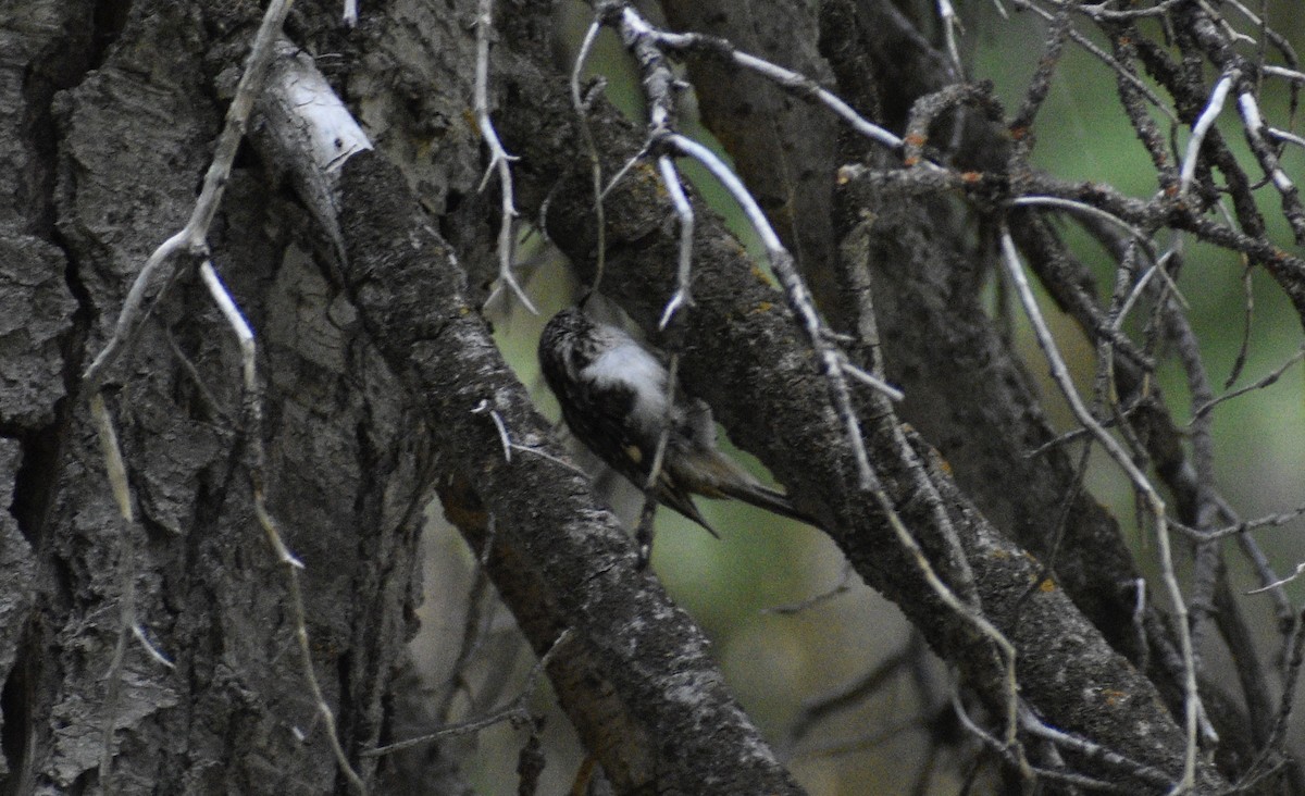 Brown Creeper - ML259487831