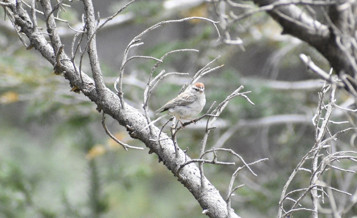 Chipping Sparrow - ML259488021