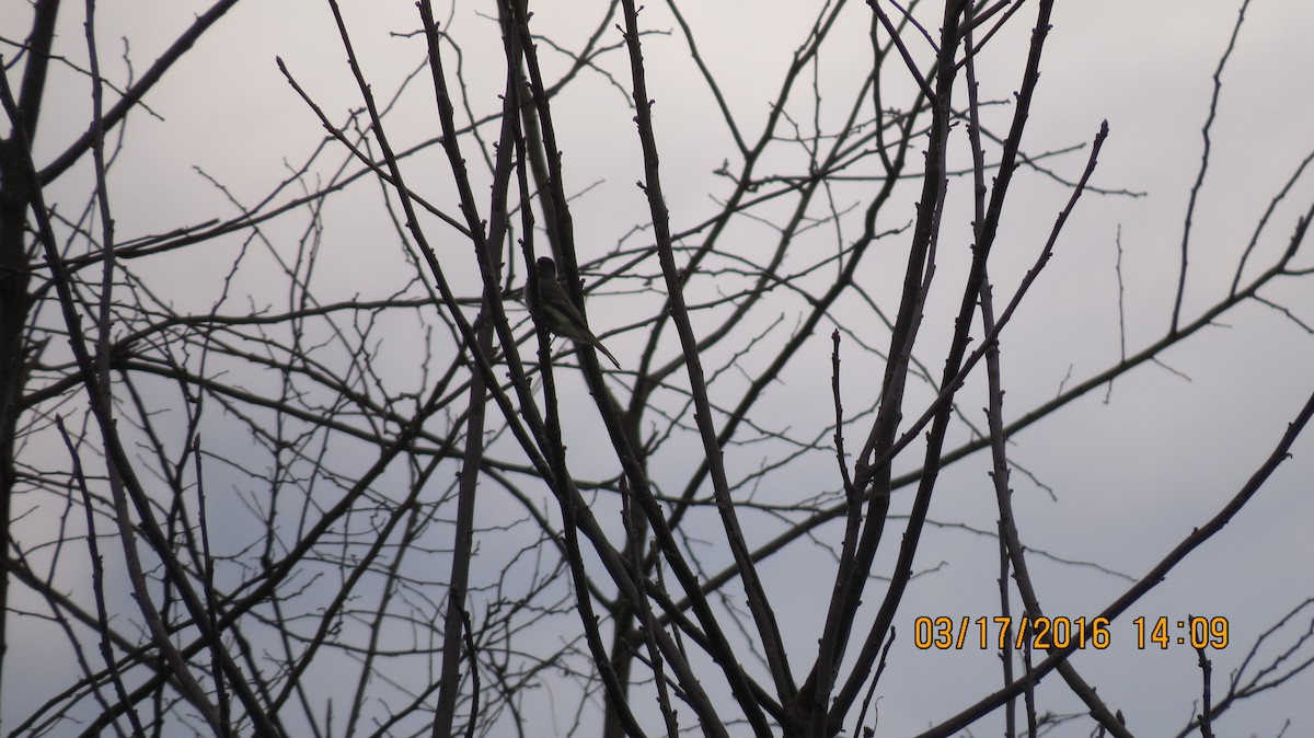 Eastern Phoebe - ML25948841