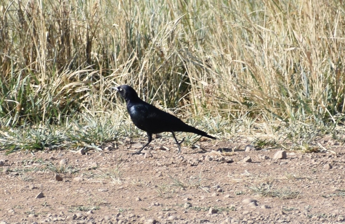 Brewer's Blackbird - ML259488541
