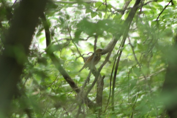 Wood Thrush - ML259488871