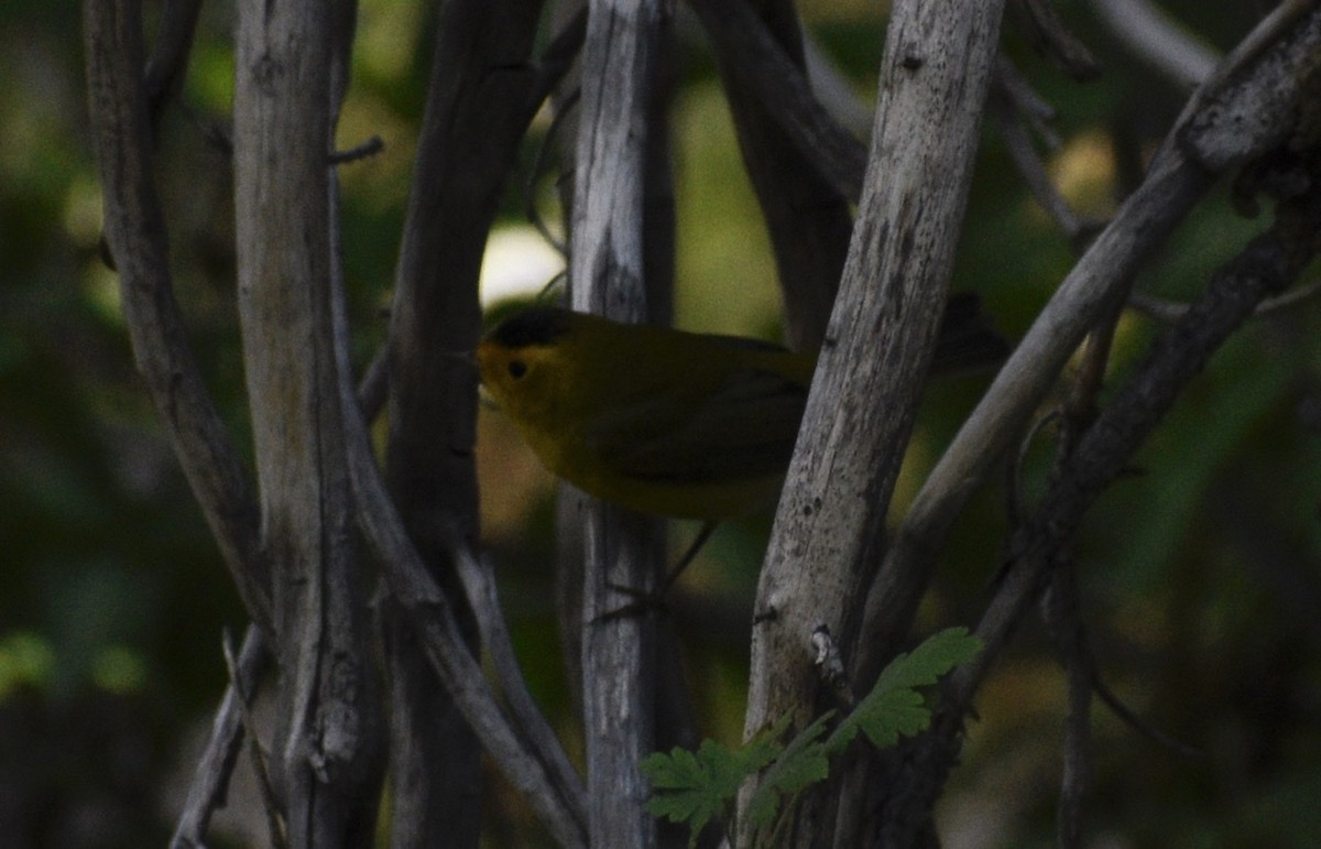 Wilson's Warbler - ML259488971