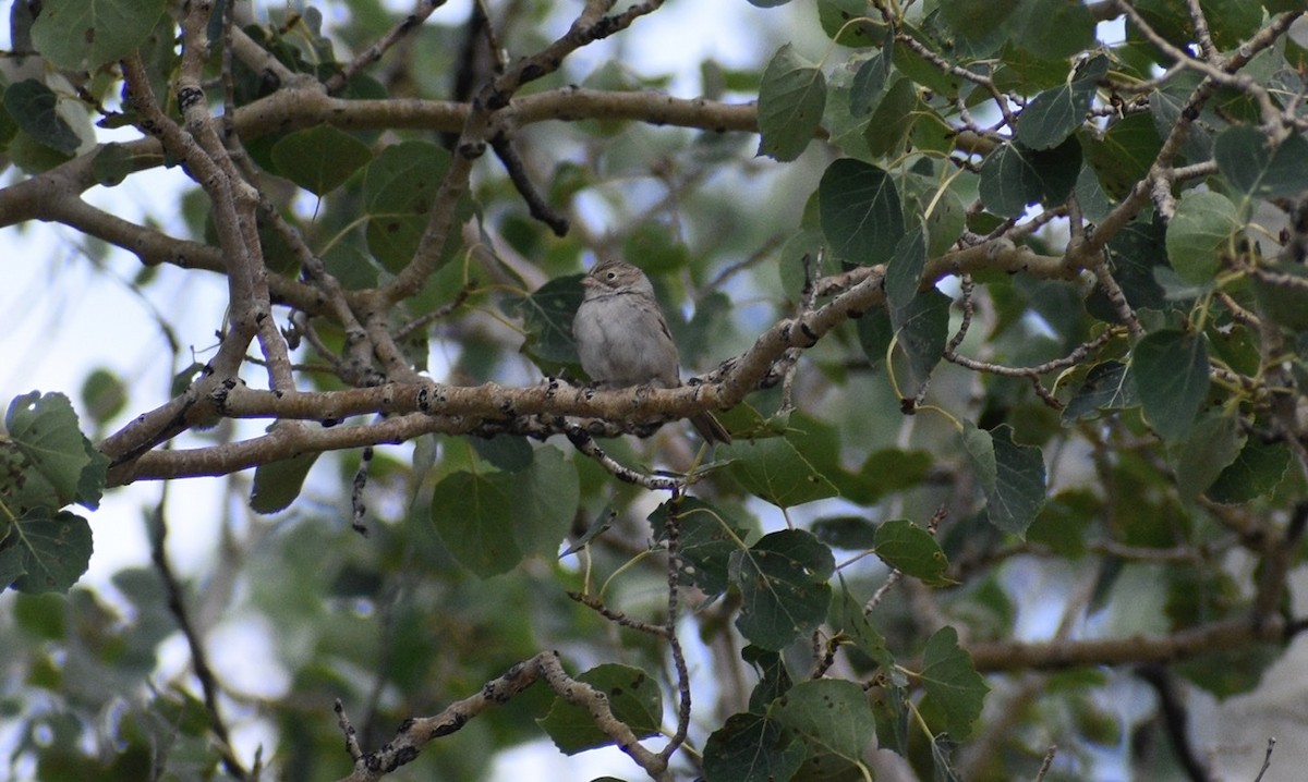 Brewer's Sparrow - ML259489551