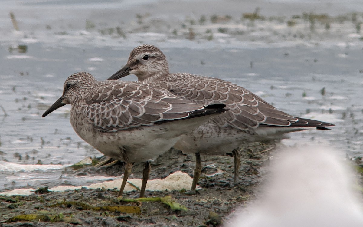 Red Knot - Tim Lenz