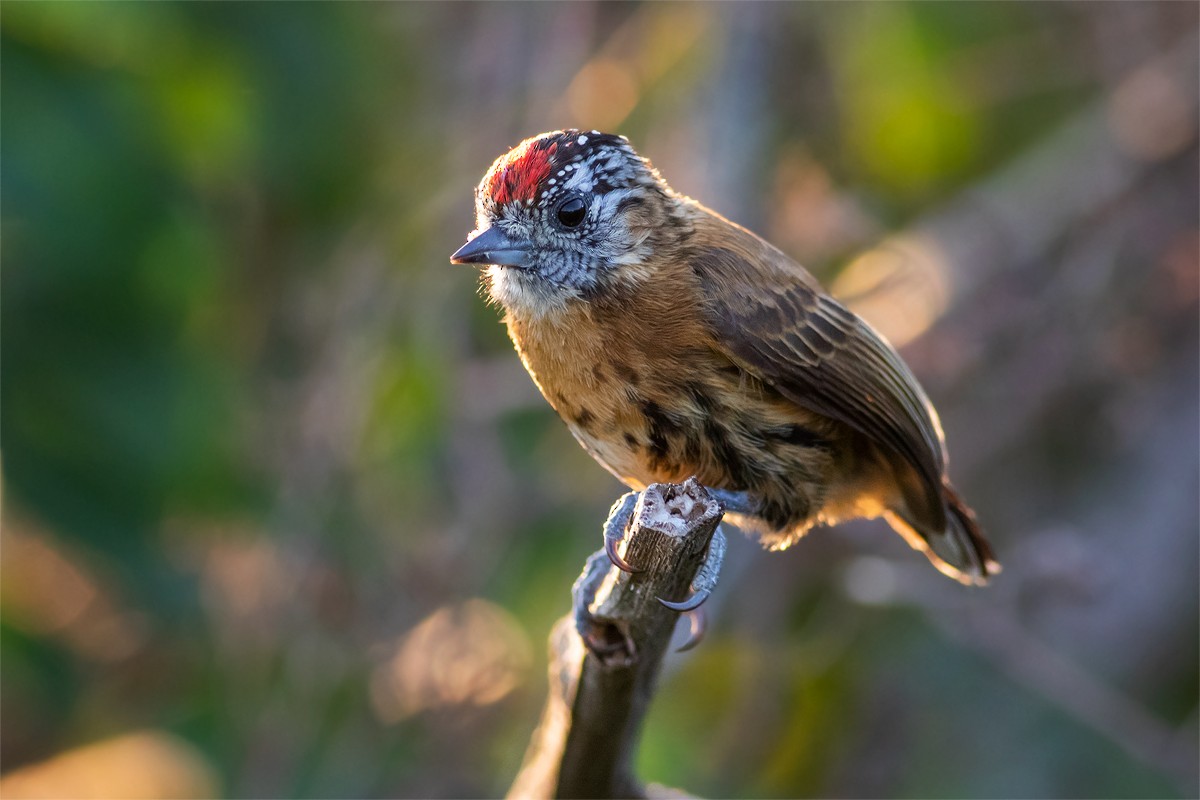 Mottled Piculet - Filipe Bernardi