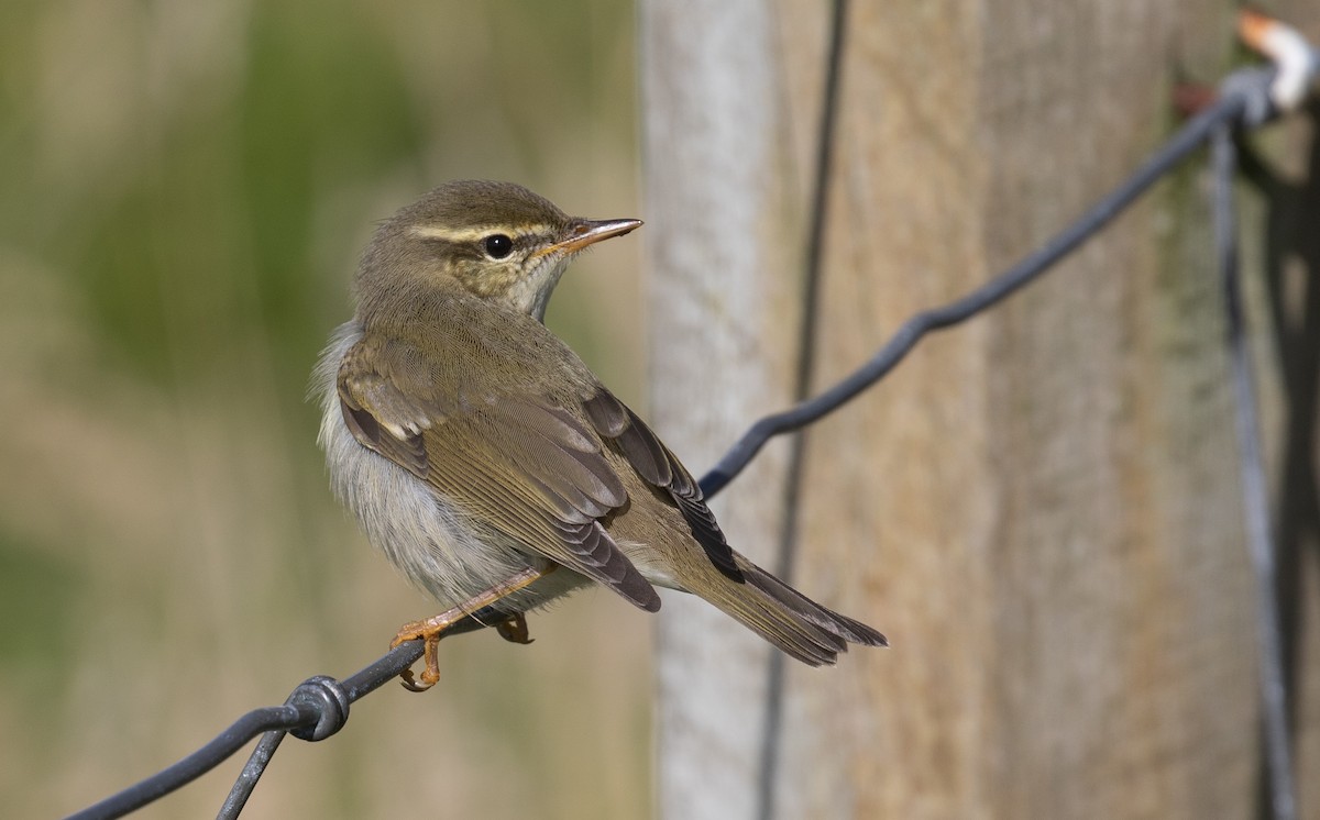 Arctic Warbler - Daniel Gornall