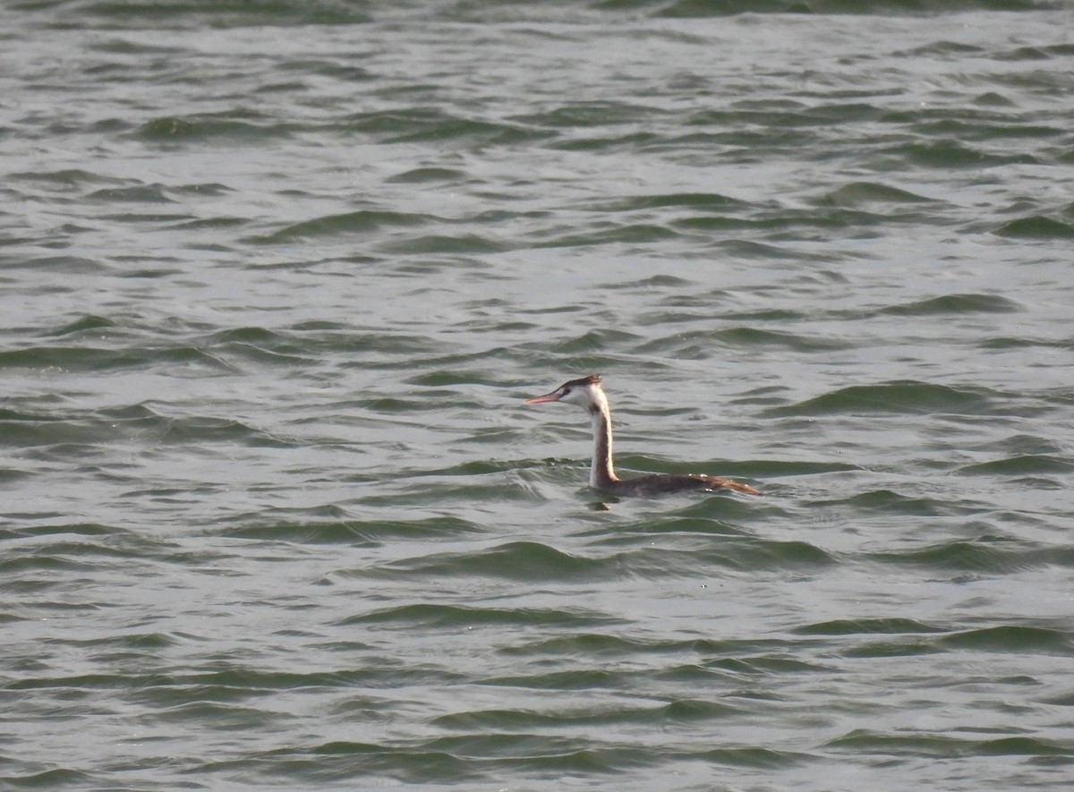 Great Crested Grebe - ML259493381