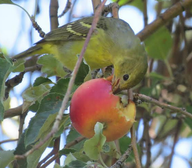 Western Tanager - ML259494291