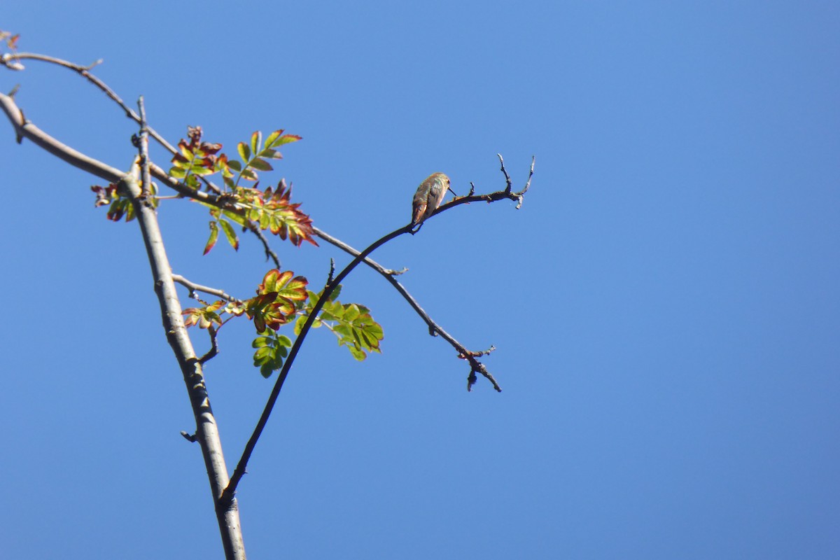 Rufous Hummingbird - Doug Niwa