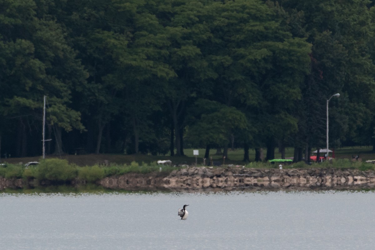 Common Loon - ML259495321