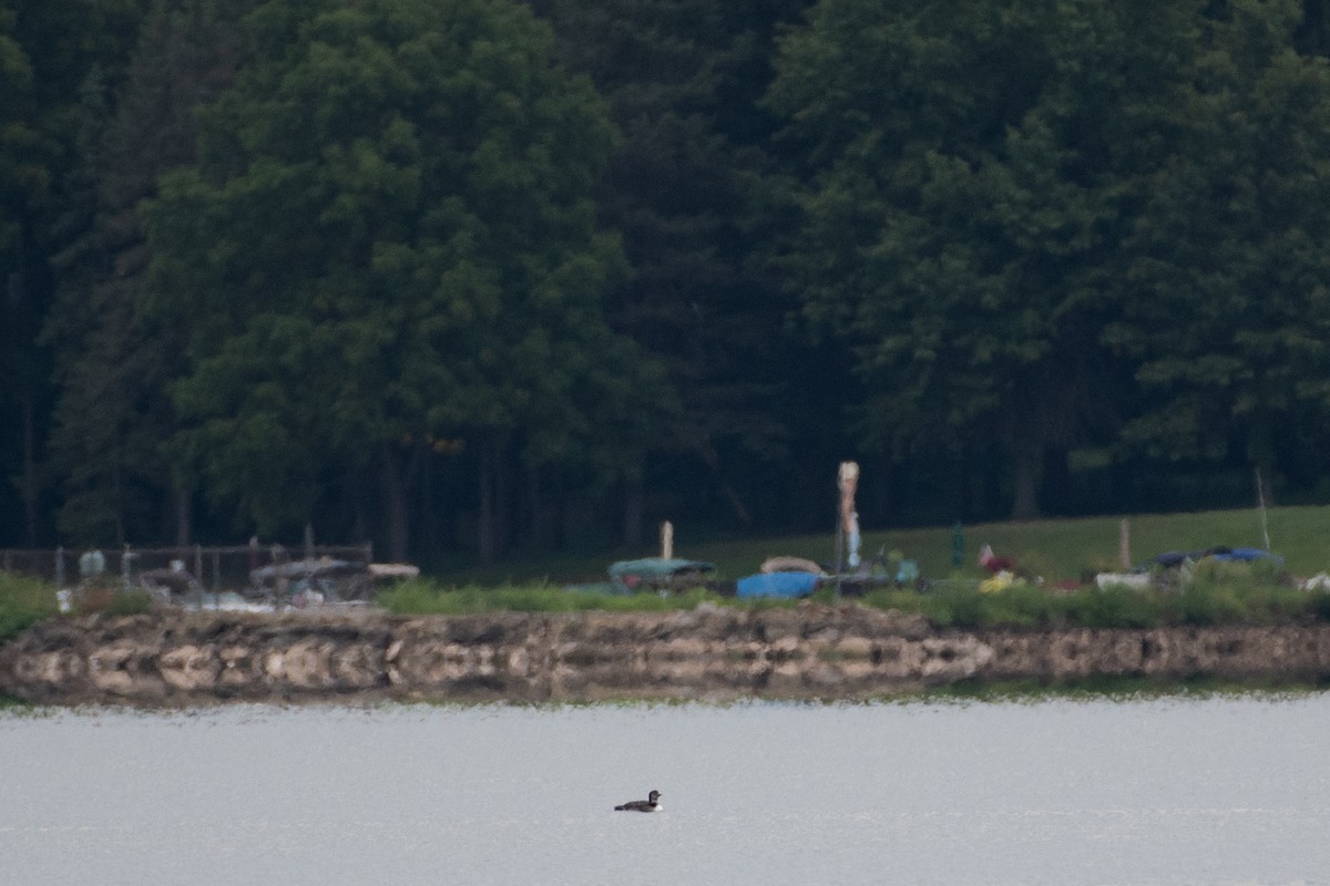 Common Loon - ML259495351