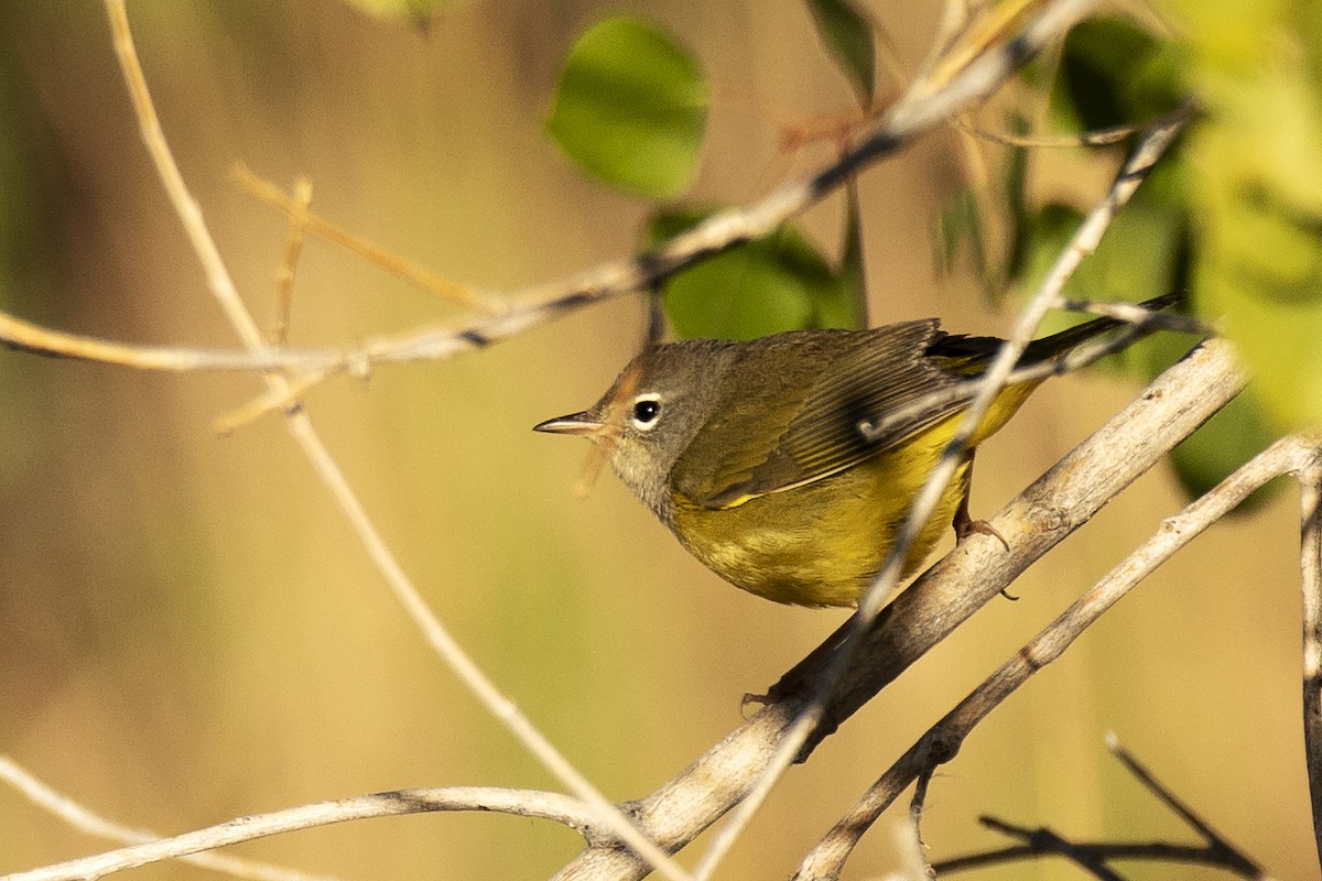 MacGillivray's Warbler - Lesley Tullis