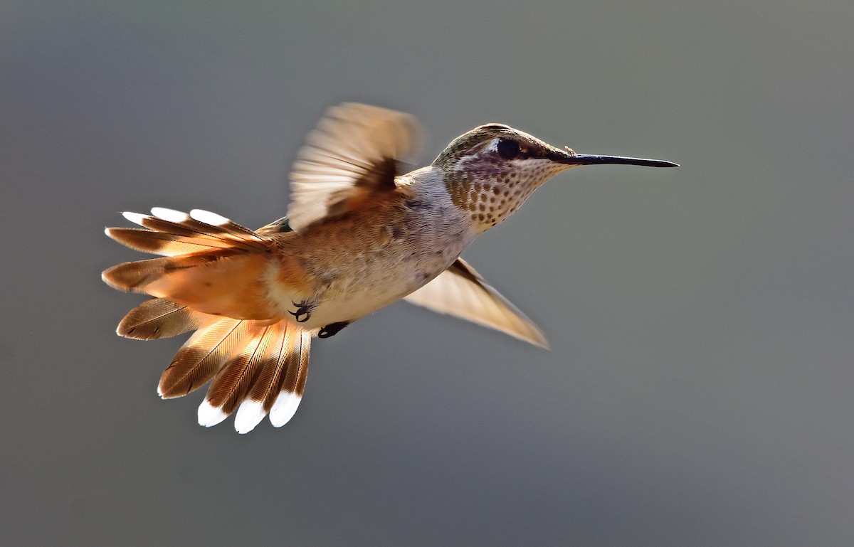 Rufous Hummingbird - ML259496471