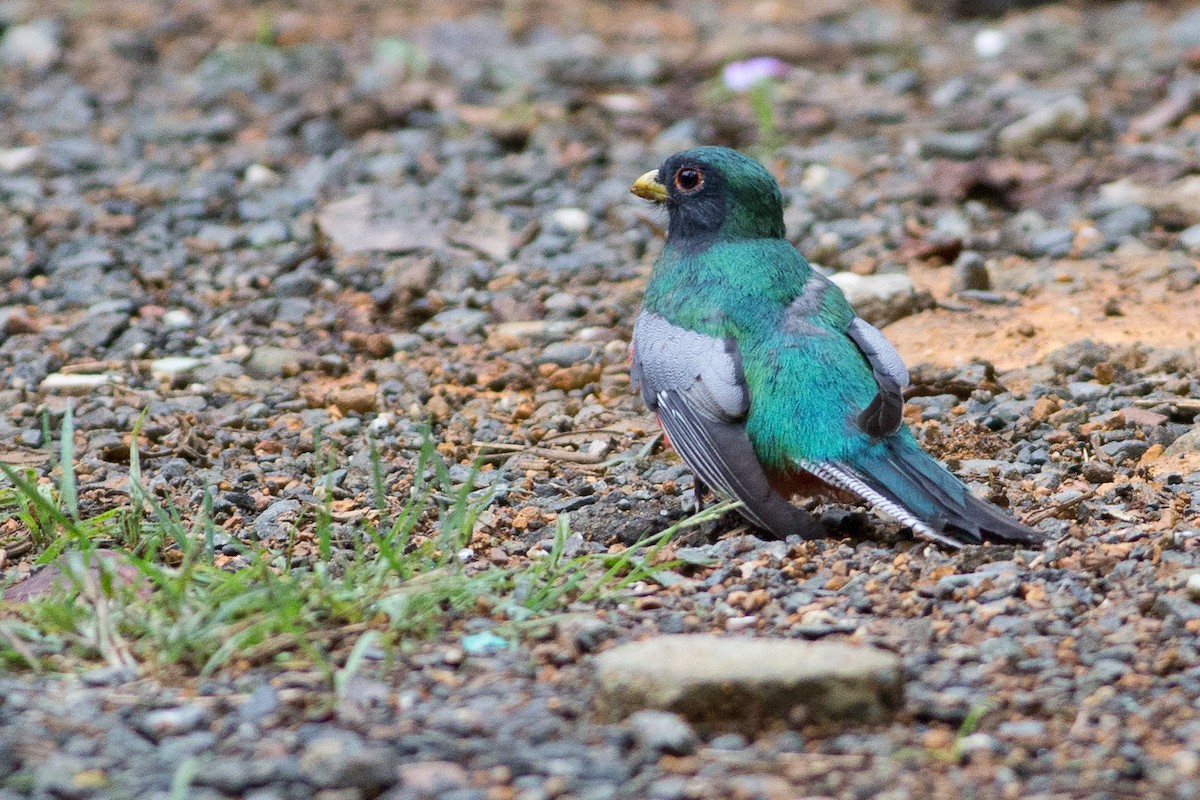 Trogon rosalba (groupe collaris) - ML25949791