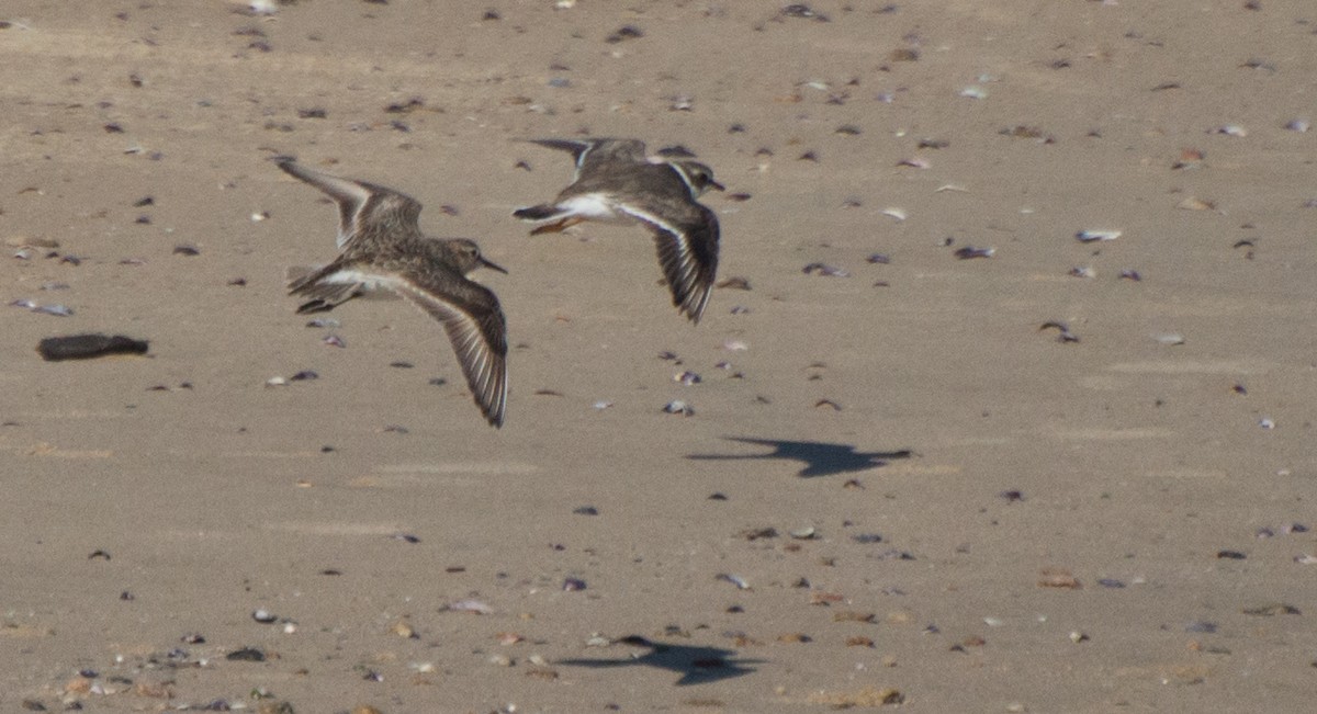 Baird's Sandpiper - ML259498021