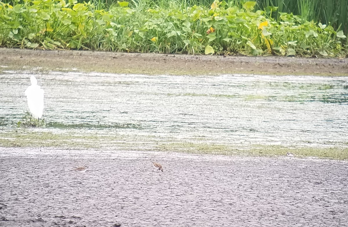 Semipalmated Plover - ML259498481