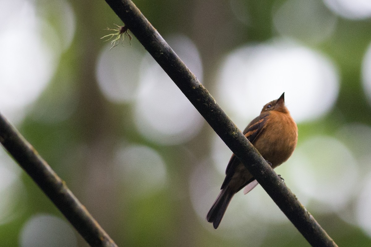 Cinnamon Flycatcher - ML25949871