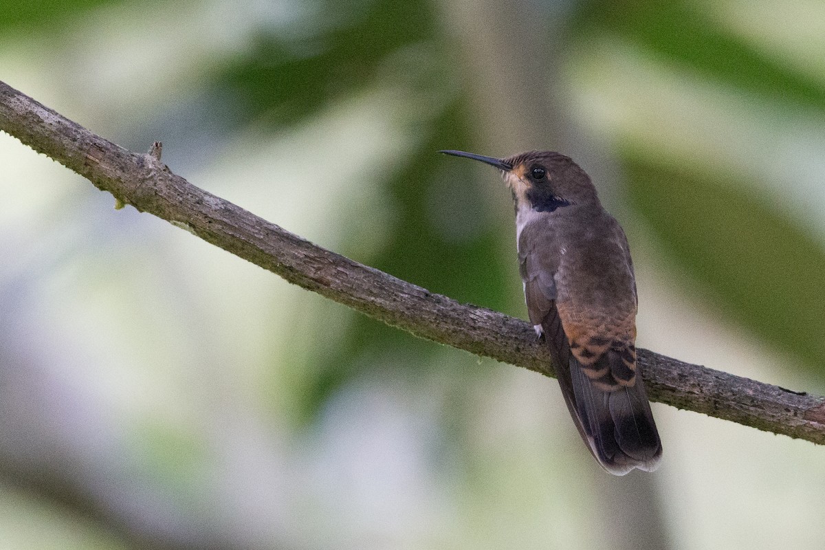 kolibřík fialovouchý - ML25949881