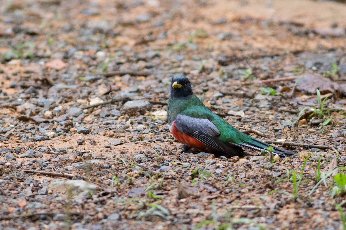 Trogon rosalba (groupe collaris) - ML25949891