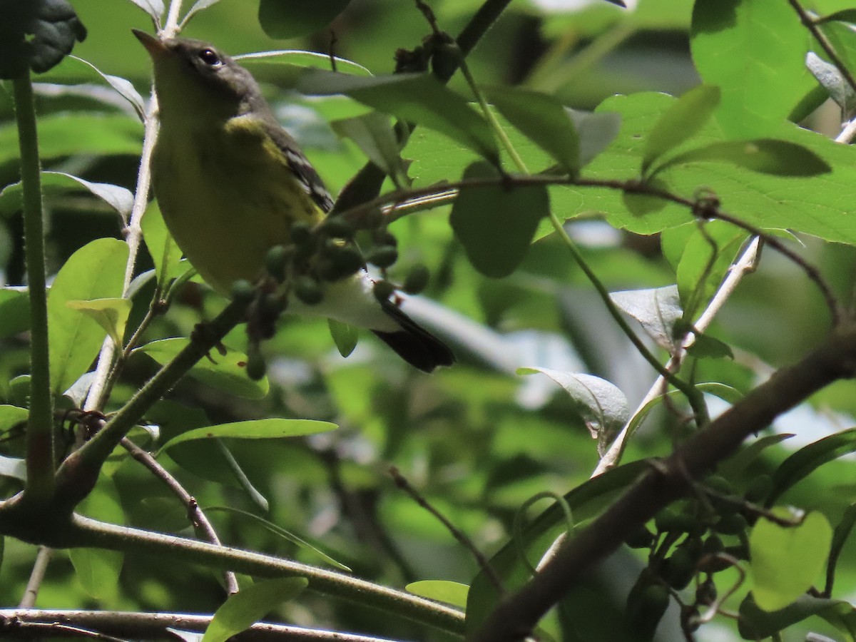 Magnolia Warbler - Ginger Bernardin