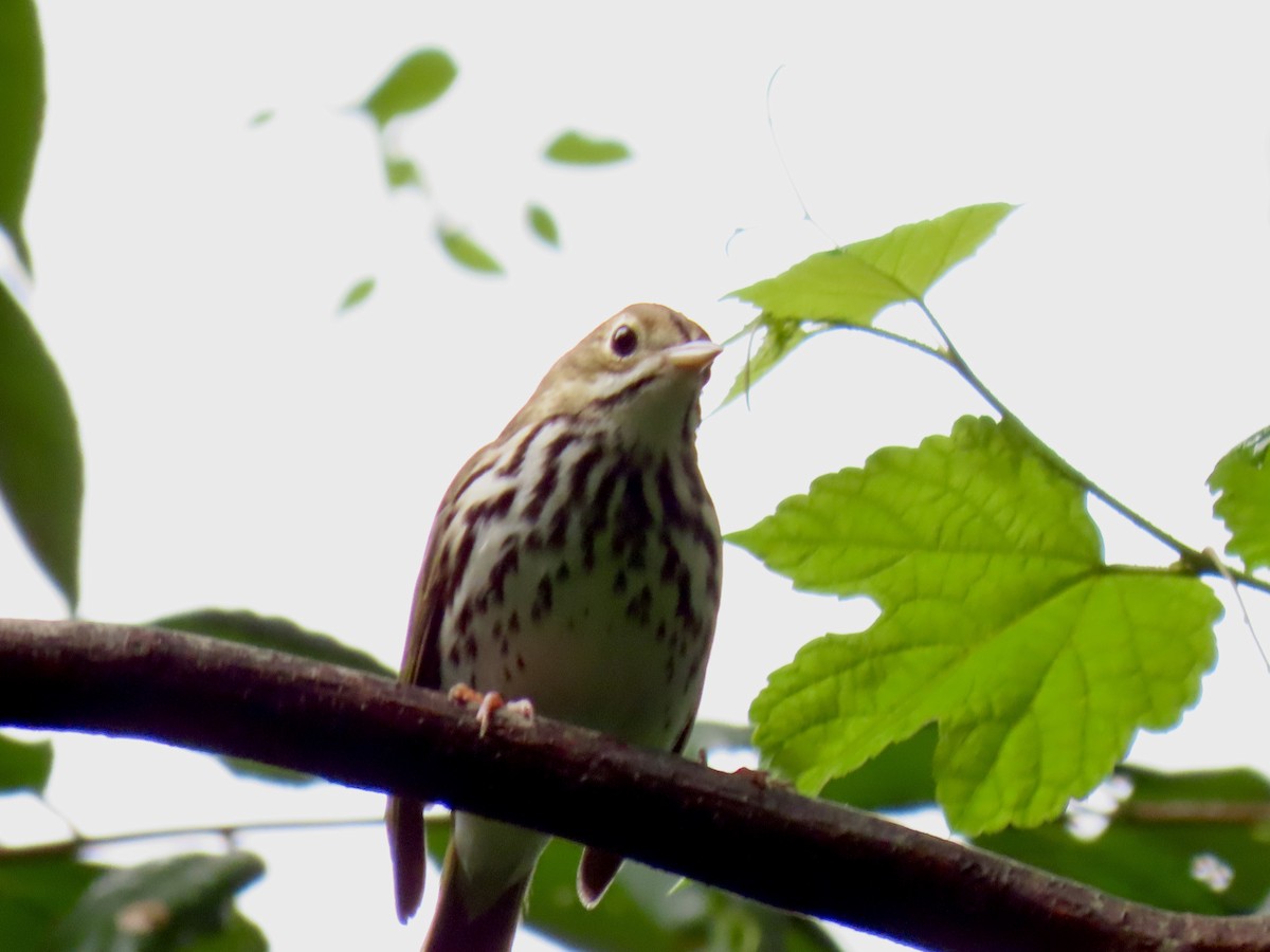 Ovenbird - Ginger Bernardin