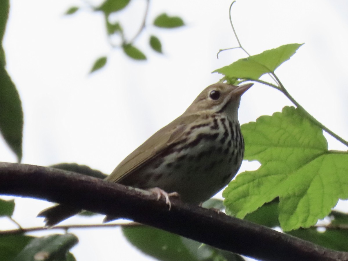 Ovenbird - ML259499251