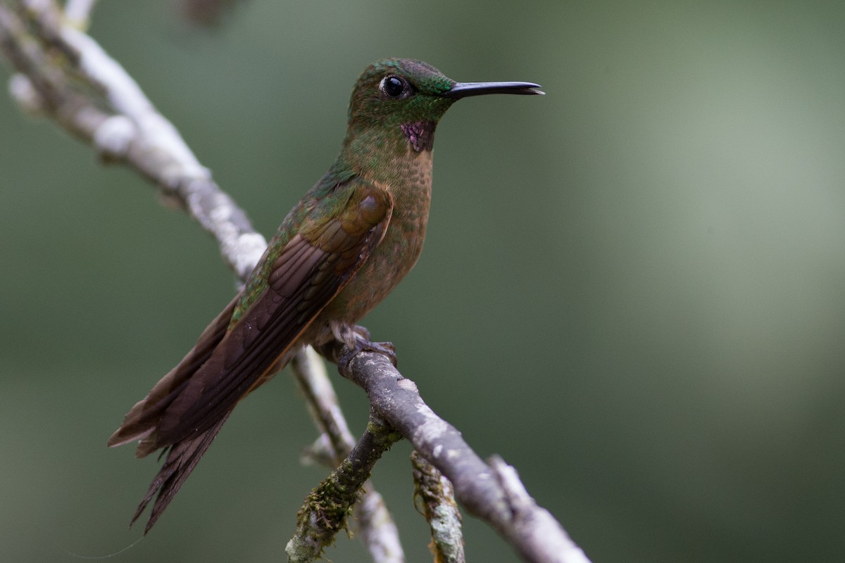 Fawn-breasted Brilliant - ML25949941