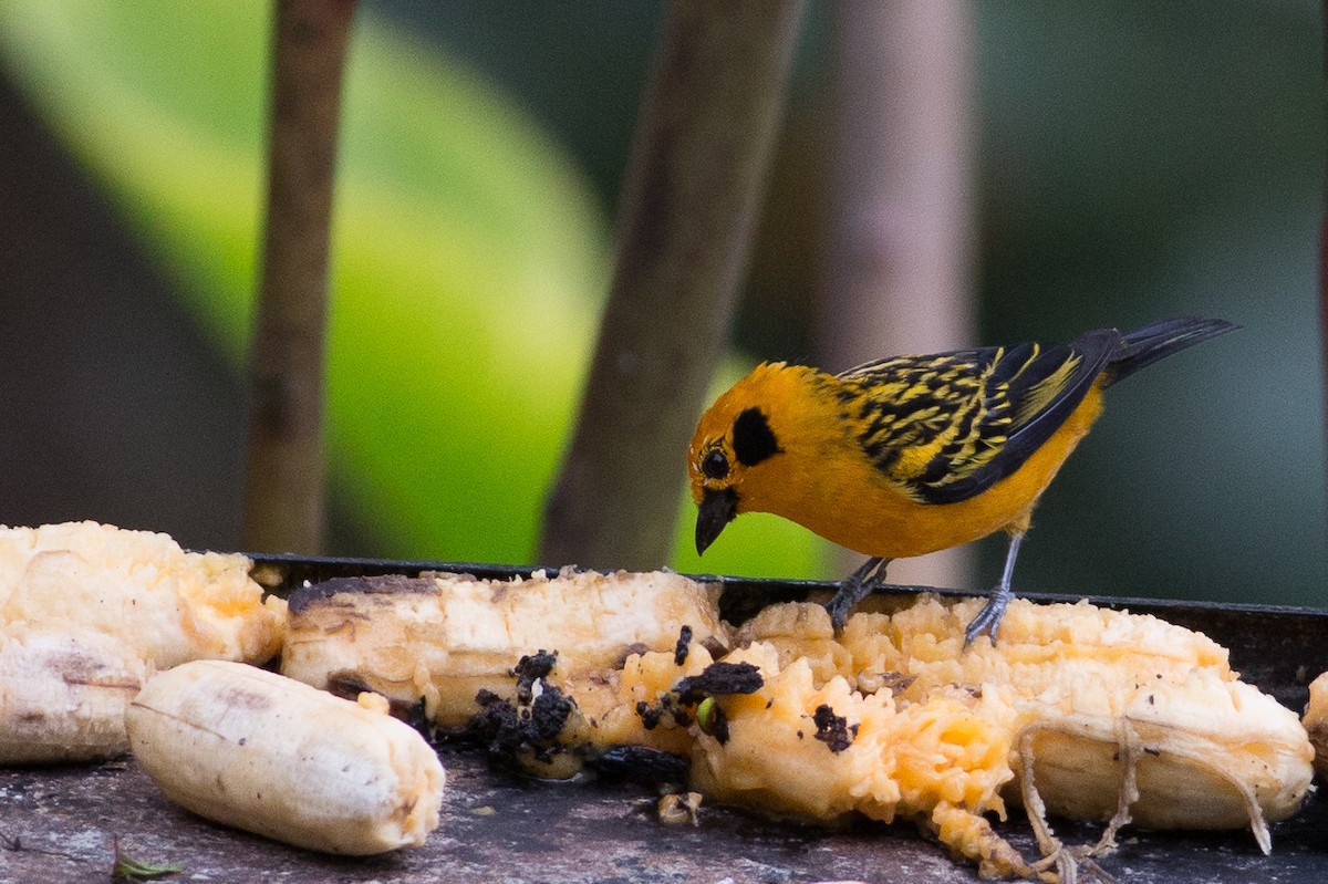 Golden Tanager (aurulenta Group) - ML25949951