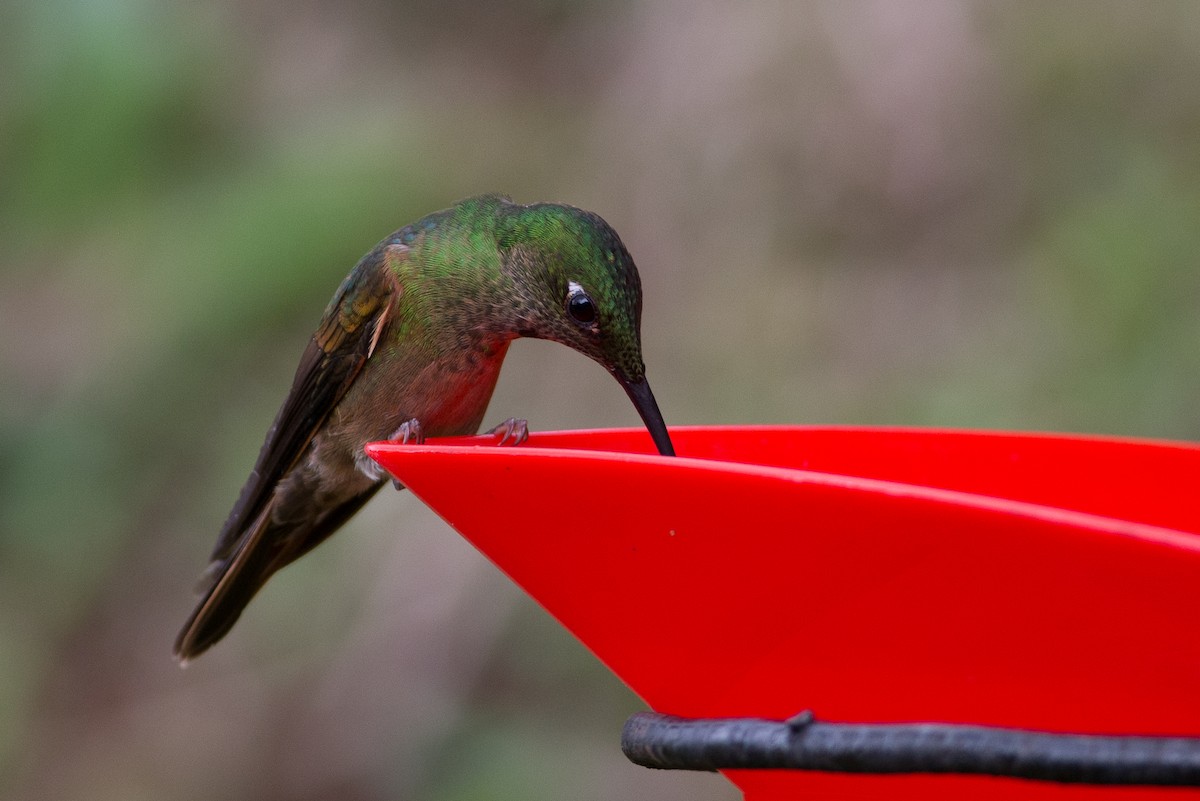 kolibřík hnědobřichý - ML25950021