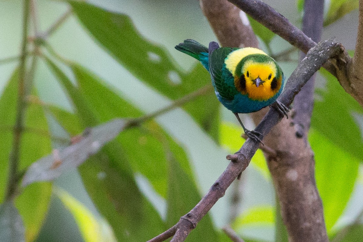 Multicolored Tanager - ML25950061