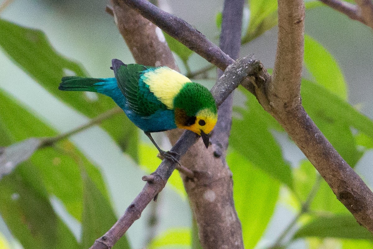 Multicolored Tanager - ML25950081