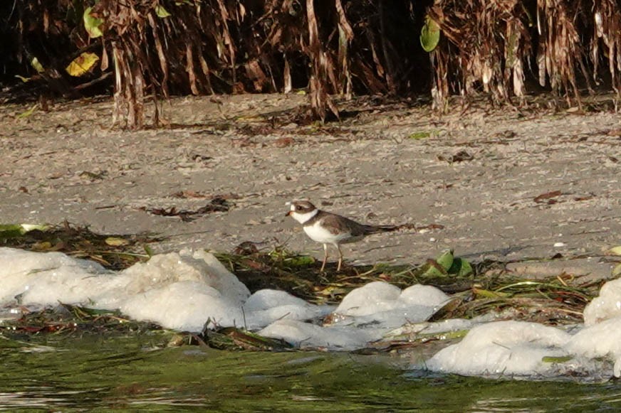Semipalmated Plover - ML259501051