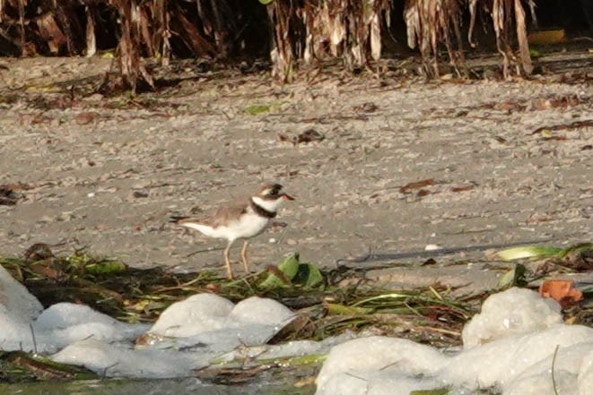 Semipalmated Plover - ML259501061