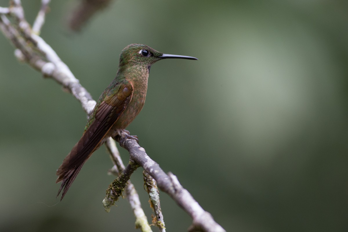 kolibřík hnědobřichý - ML25950111