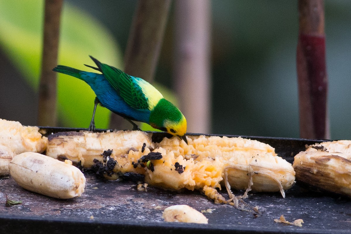 Multicolored Tanager - ML25950121