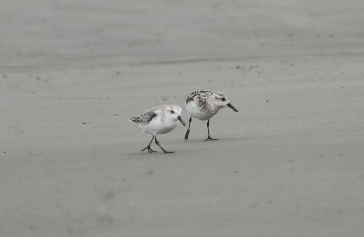 Bécasseau sanderling - ML259501611