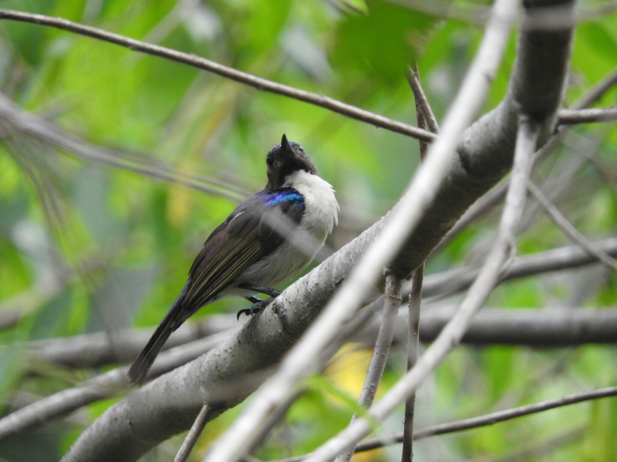 Uluguru Violet-backed Sunbird - Douglas Flagg