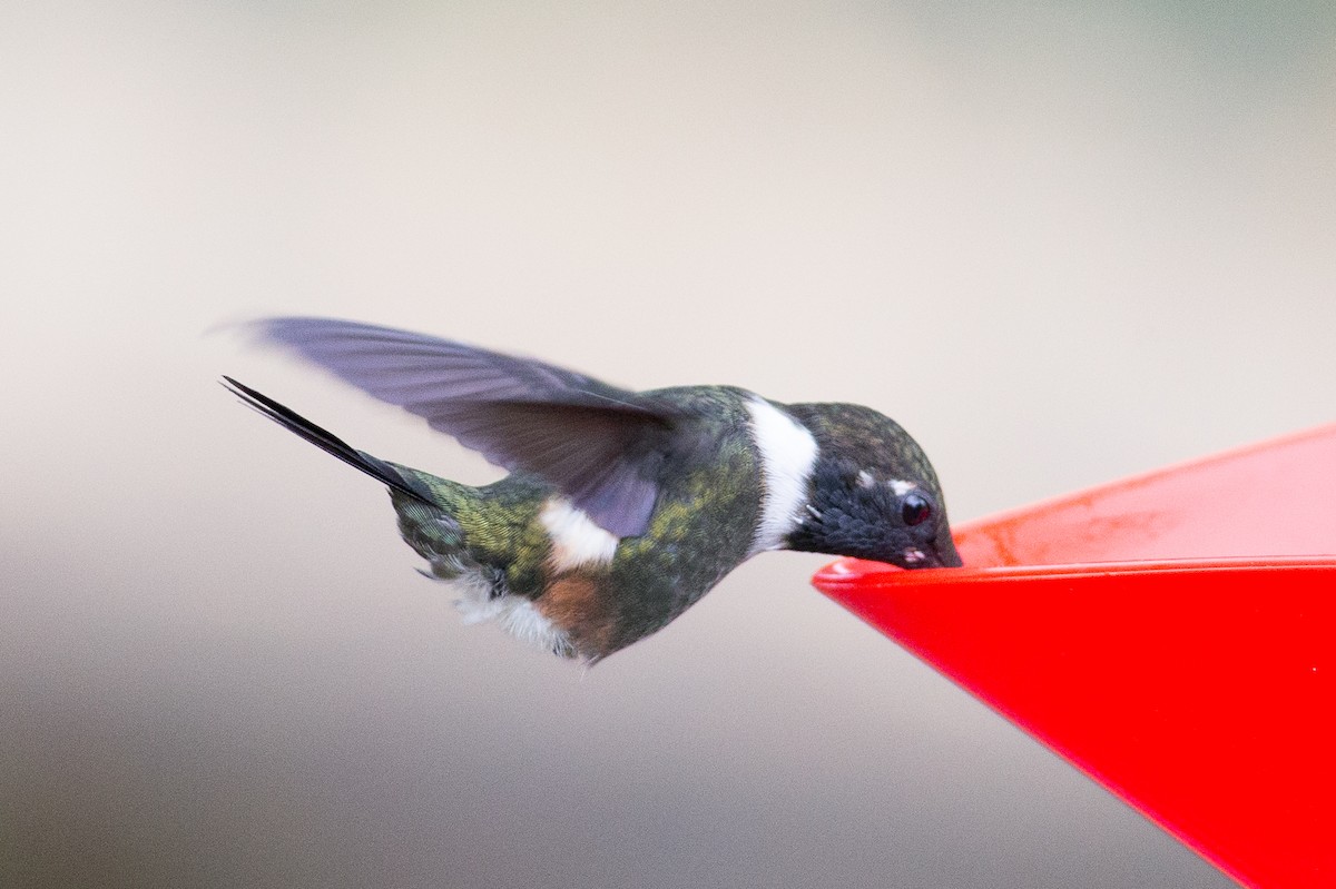 Purple-throated Woodstar - Chris Wood