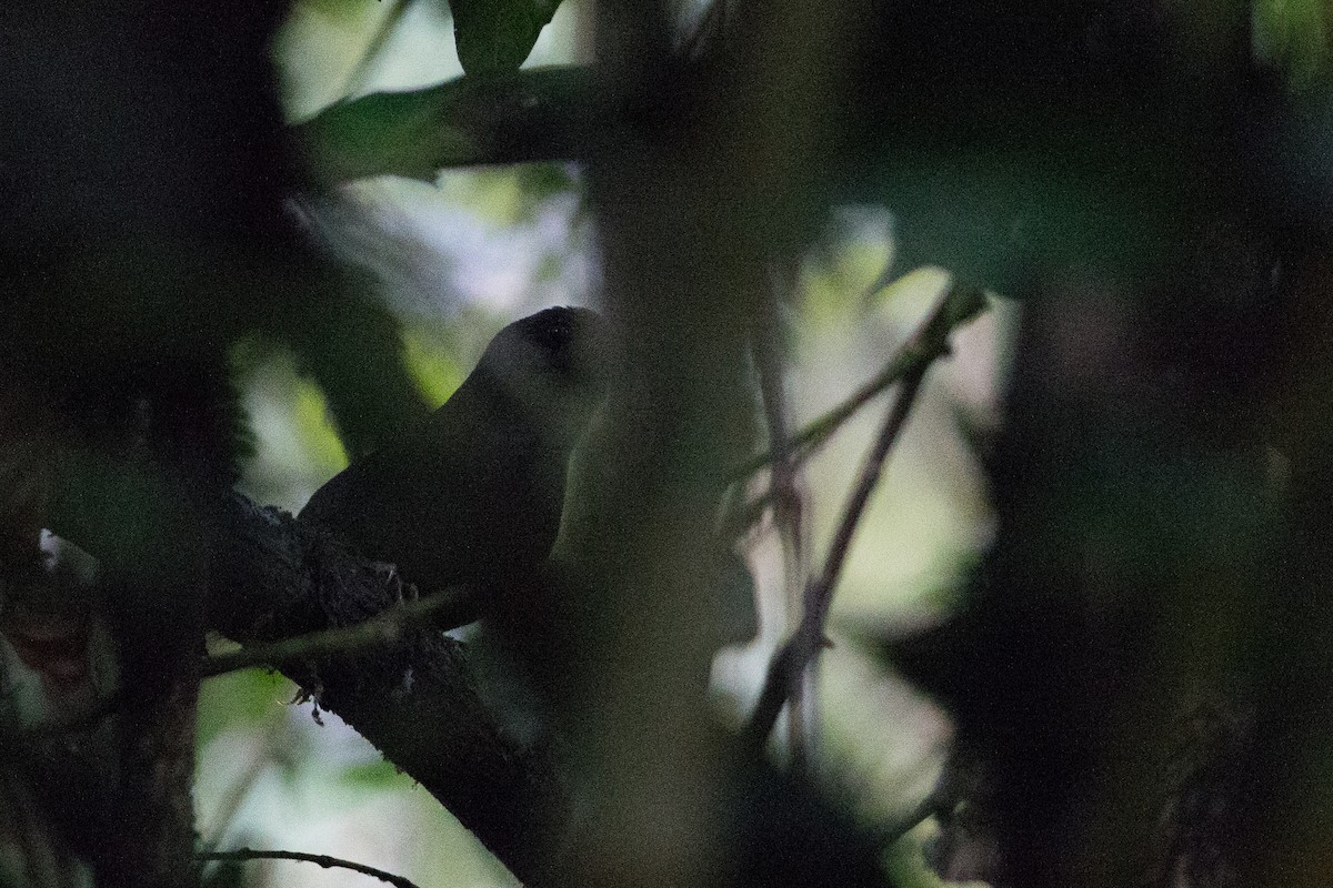 Nariño Tapaculo - Chris Wood