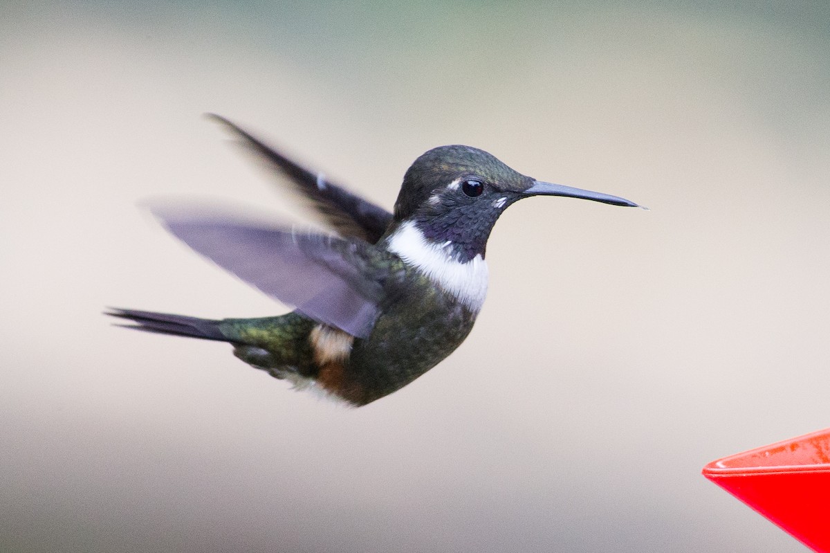 Colibrí de Mitchell - ML25950231