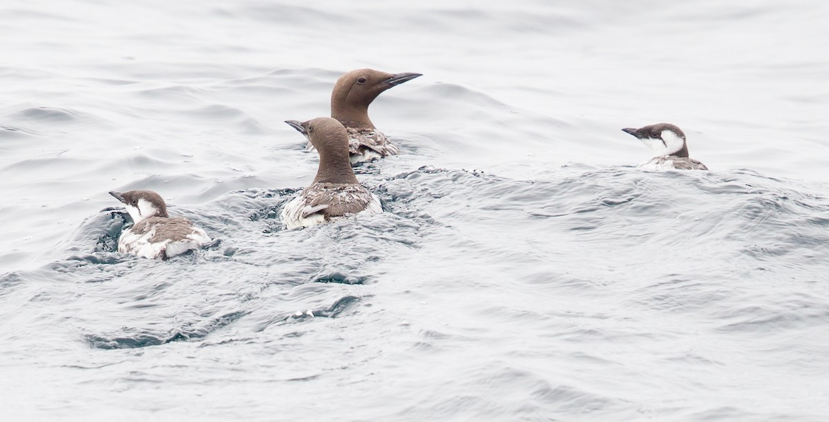 Common Murre - Caroline Lambert