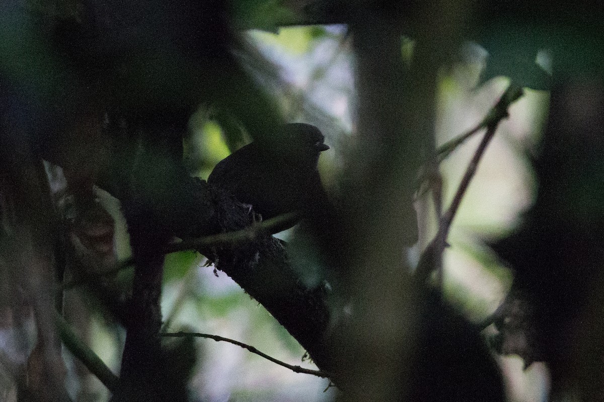 Nariño Tapaculo - Chris Wood