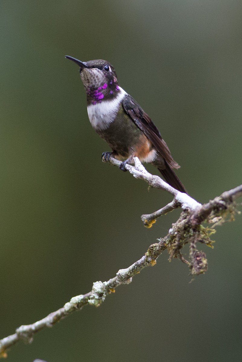 Purple-throated Woodstar - ML25950251