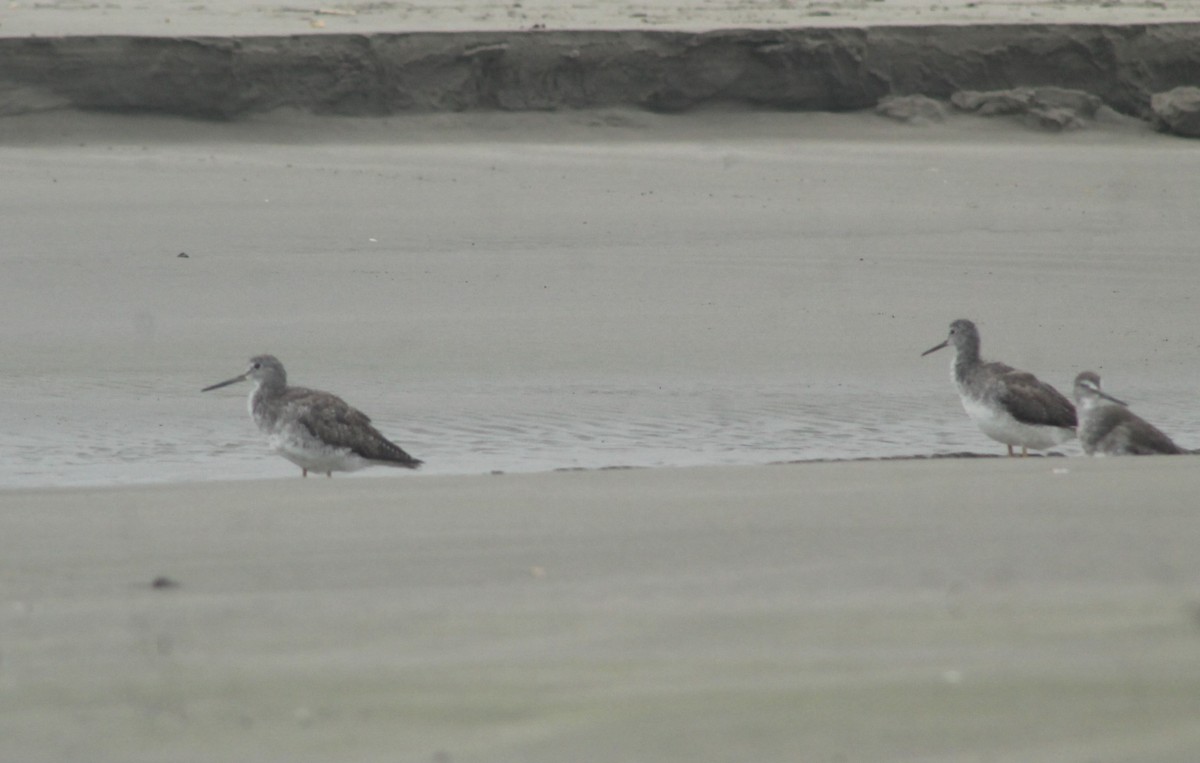 Greater Yellowlegs - ML259502531