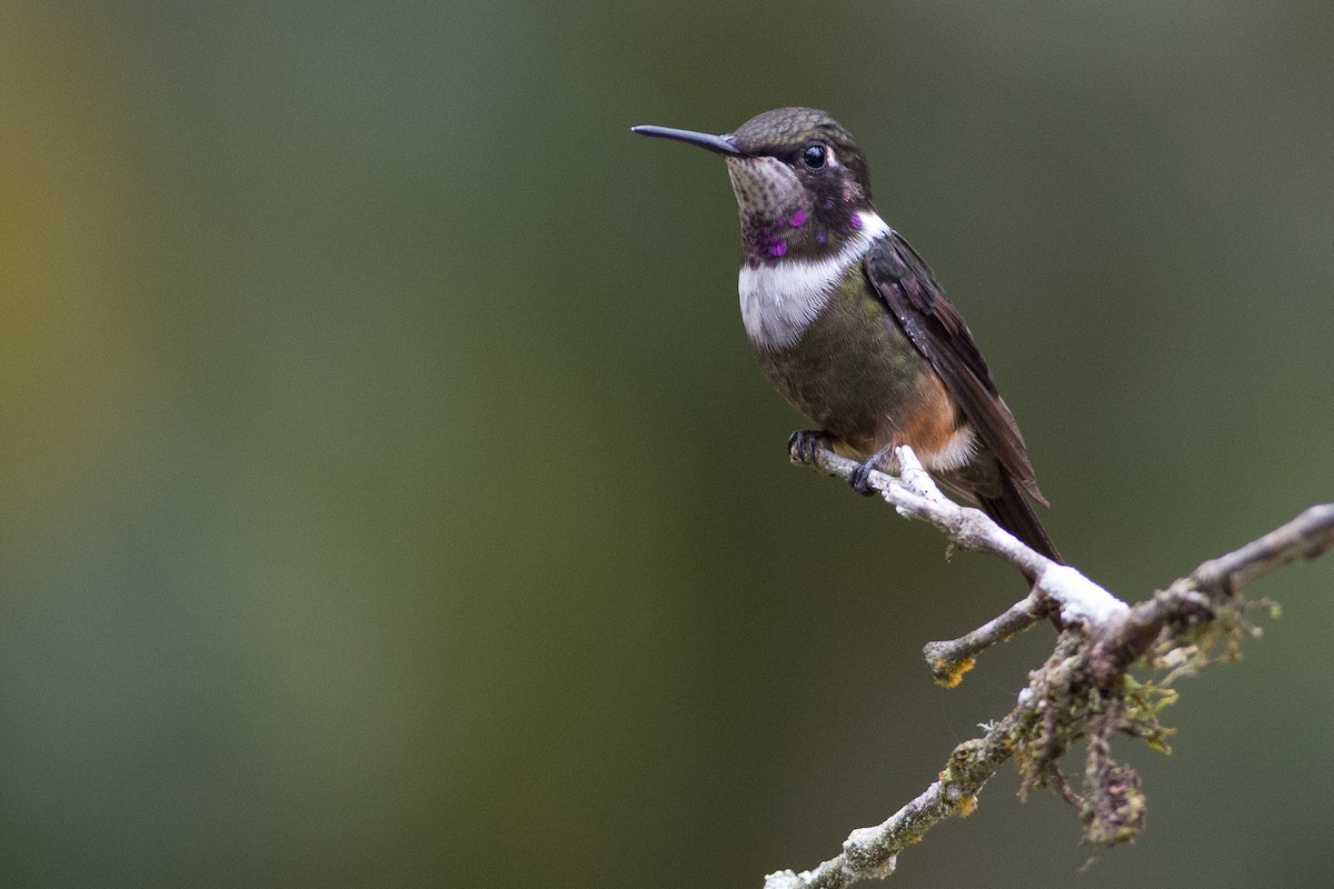 Purple-throated Woodstar - ML25950271