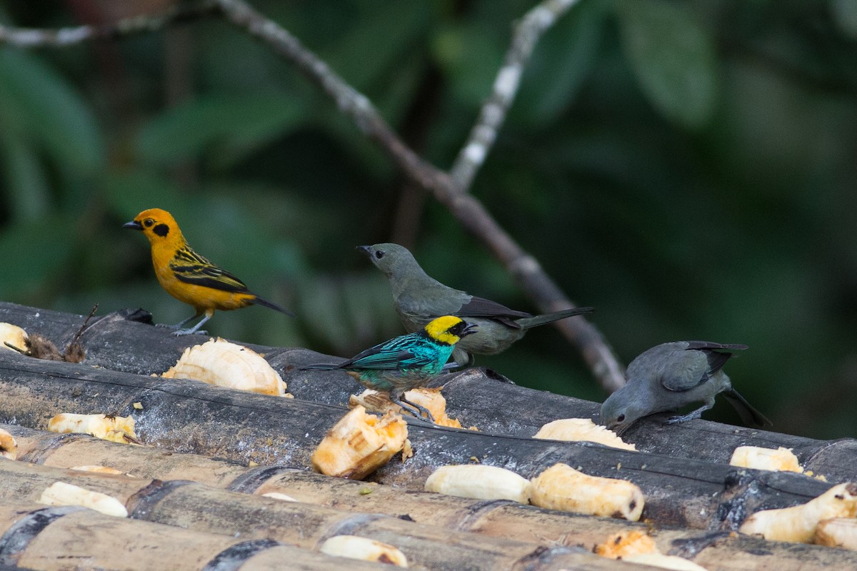 Saffron-crowned Tanager - Chris Wood