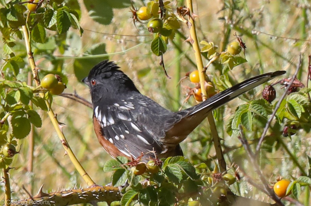 Spotted Towhee - Ceredig  Roberts