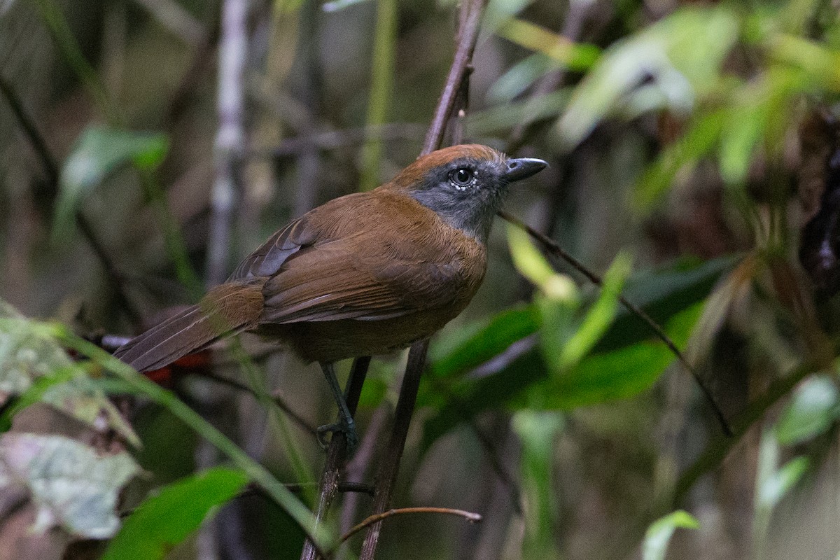 Uniform Antshrike - ML25950371