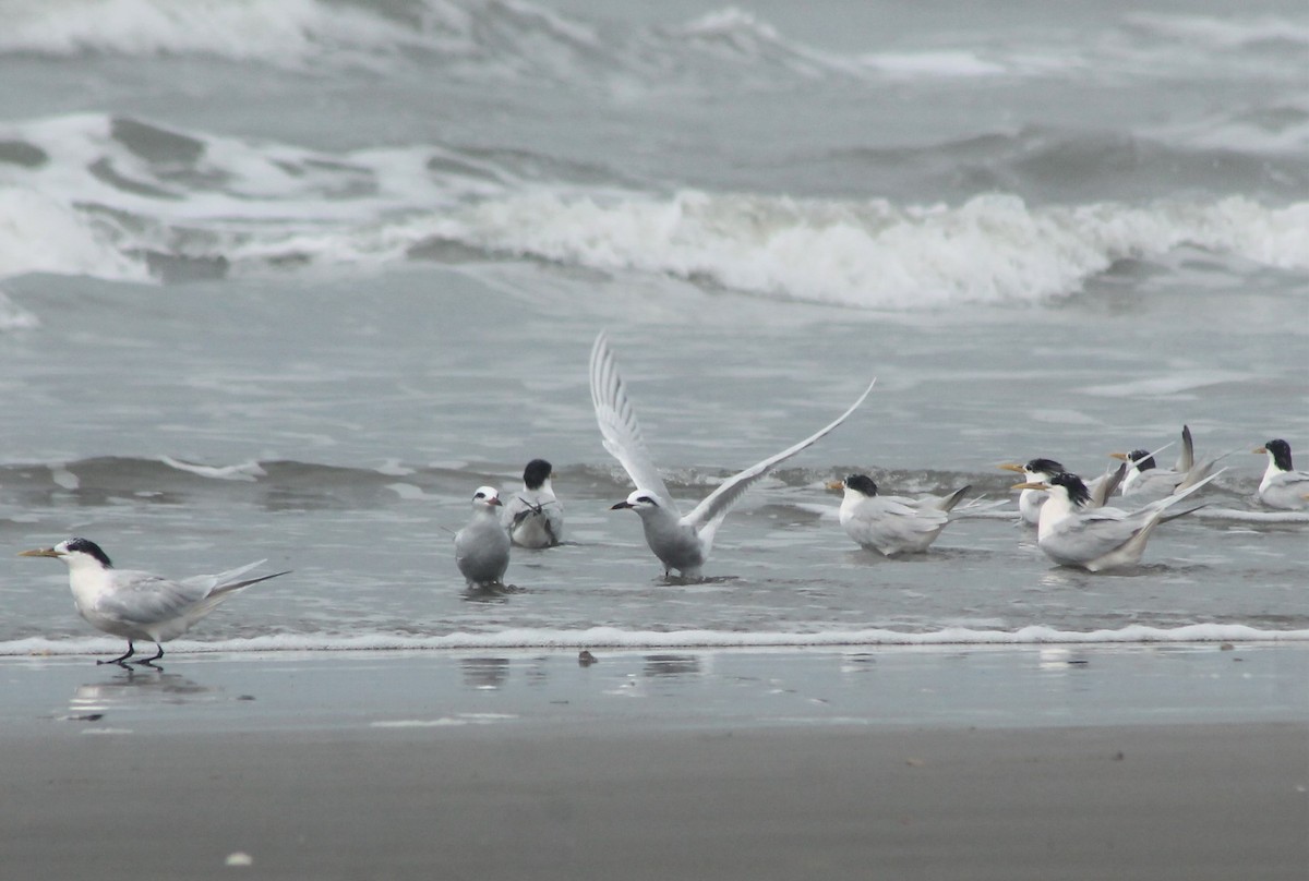 Snowy-crowned Tern - ML259504881