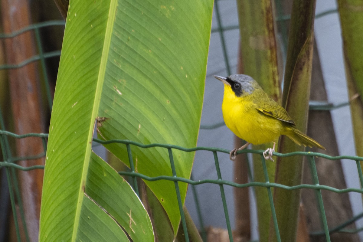 Southern Yellowthroat - Marco Silva